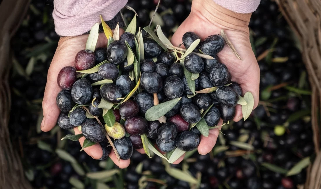 Türkiye’nin zeytin ve zeytinyağı sektöründeki öncü kuruluşlarından Marmarabirlik, 2025 yılında