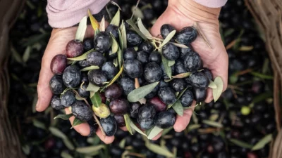 Türkiye’nin zeytin ve zeytinyağı sektöründeki öncü kuruluşlarından Marmarabirlik, 2025 yılında