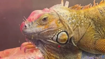 Samsun’un İlkadım ilçesinde bir iş yerinde yapılan denetimde, uluslararası sözleşmeyle