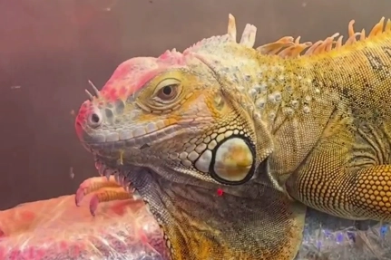 Samsun’un İlkadım ilçesinde bir iş yerinde yapılan denetimde, uluslararası sözleşmeyle