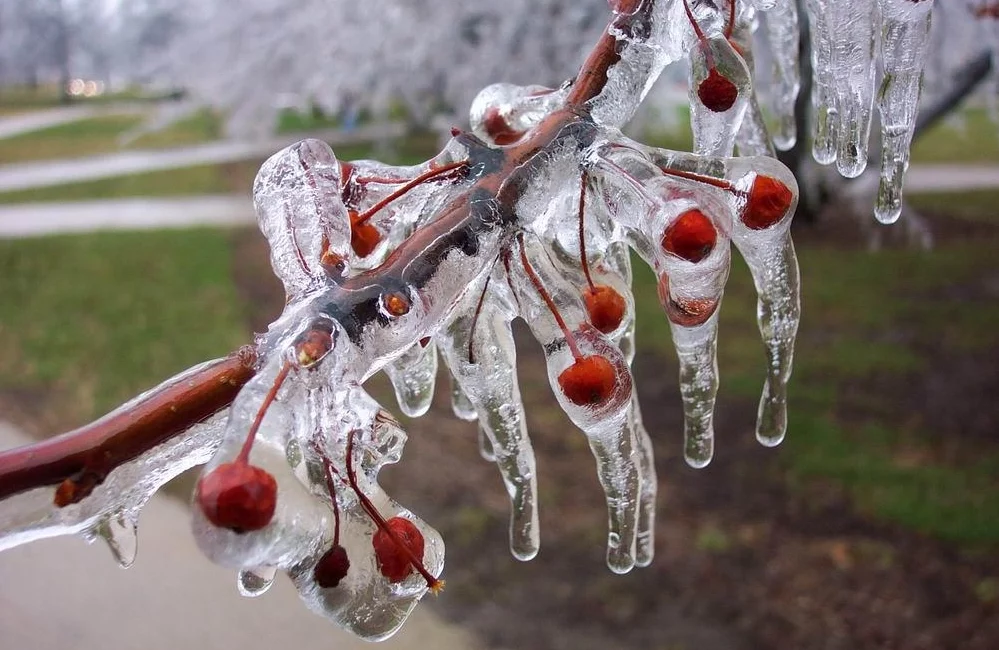 Bahar donları meyve ve sebze üreticileri için ciddi tehdit oluşturuyor.