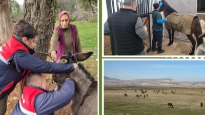 Türkiye’nin Afrika At Vebası hastalığından ari statüsünü teyit etmek amacıyla