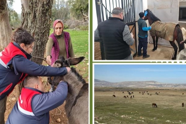 Türkiye’nin Afrika At Vebası hastalığından ari statüsünü teyit etmek amacıyla