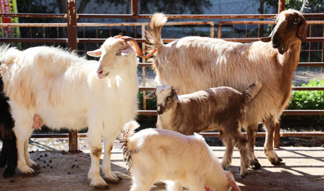 Antalya Büyükşehir Belediyesi, kırsal kalkınmayı destekleyen uygulamalarını aralıksız sürdürüyor. Büyükşehir