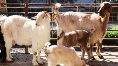 Antalya Büyükşehir Belediyesi, kırsal kalkınmayı destekleyen uygulamalarını aralıksız sürdürüyor. Büyükşehir