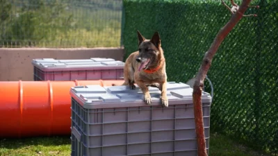 Arama Kurtarma Köpekleri Derneği ile iş birliği kapsamında afetlerde görev