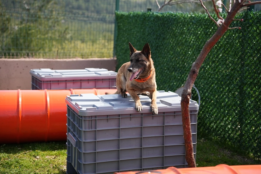 Arama Kurtarma Köpekleri Derneği ile iş birliği kapsamında afetlerde görev