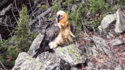 Doğa Koruma ve Milli Parklar Genel Müdürlüğü, Artvin'de yaralı olarak