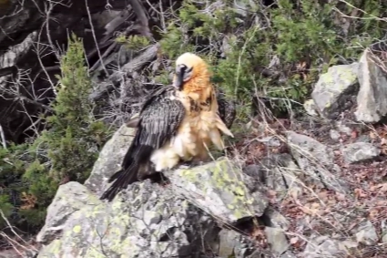 Doğa Koruma ve Milli Parklar Genel Müdürlüğü, Artvin'de yaralı olarak