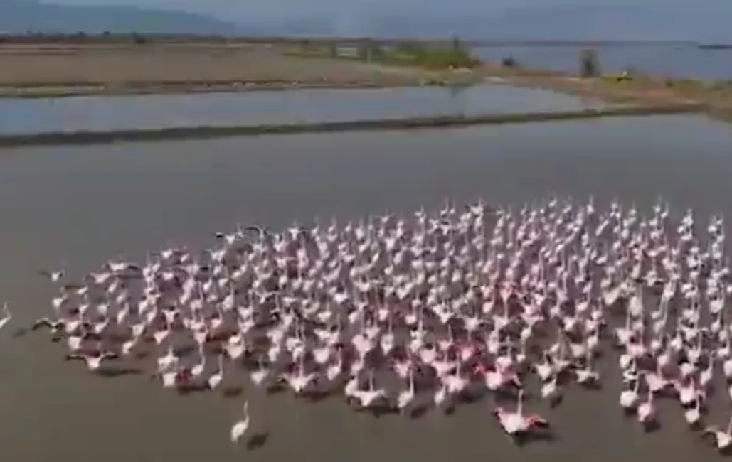 Aydın’ın Söke ilçesinde sağanak yağışların ardından Büyük Menderes’in taşmasıyla oluşan