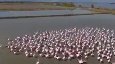 Aydın’ın Söke ilçesinde sağanak yağışların ardından Büyük Menderes’in taşmasıyla oluşan