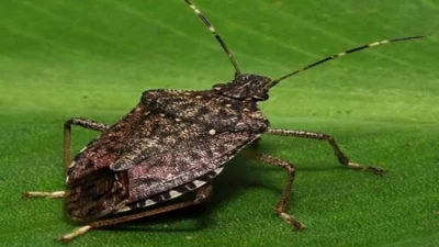 İstanbul İl Tarım ve Orman Müdürlüğü, tarım alanları için tehdit