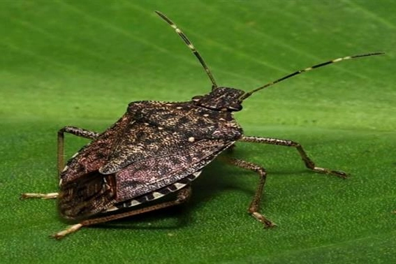 İstanbul İl Tarım ve Orman Müdürlüğü, tarım alanları için tehdit