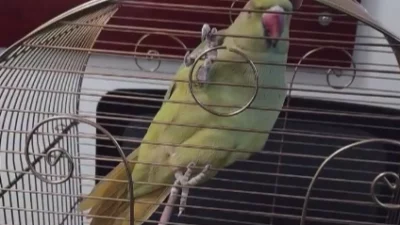 Bursa’da bir iş yerinde kaçak hayvan ticareti yapıldığı ihbarı üzerine