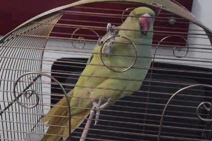 Bursa’da bir iş yerinde kaçak hayvan ticareti yapıldığı ihbarı üzerine