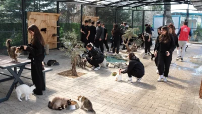Bursa'da Yıldırım Belediyesi, Cumalıkızık Sahipsiz Hayvan Bakımevi ve Tedavi Merkezi
