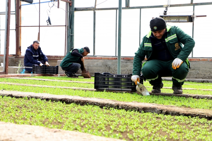 Diyarbakır Büyükşehir Belediyesi, su tasarrufu sağlayan ve kuraklığa dayanıklı bitkilerle