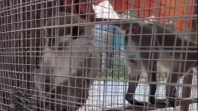 Denizli'de Doğa Koruma ve Milli Parklar ekipleri, yapılan ihbar üzerine