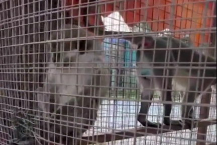 Denizli'de Doğa Koruma ve Milli Parklar ekipleri, yapılan ihbar üzerine