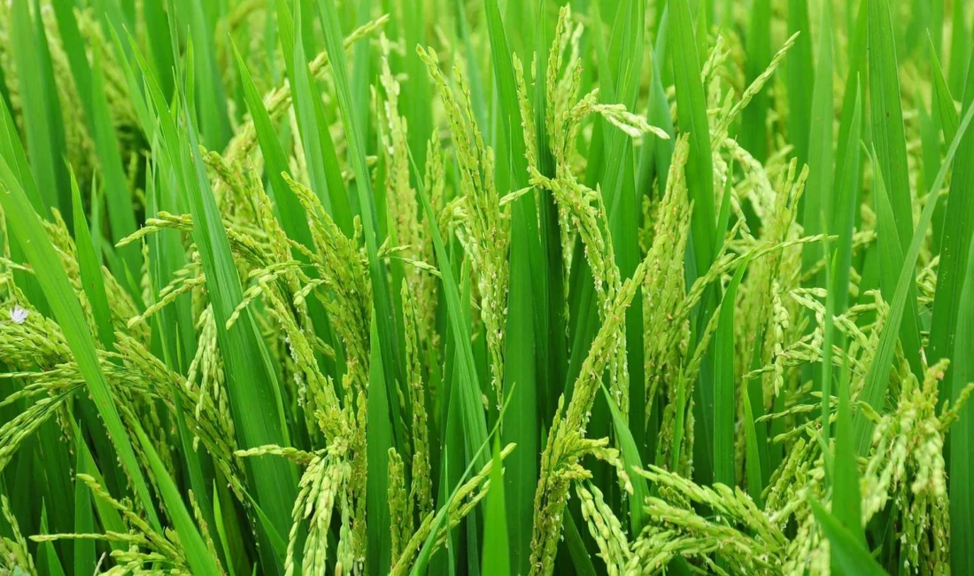 Edirne İl Çeltik Komisyonu, 2026 yılı çeltik ekim müracaatlarının başladığını