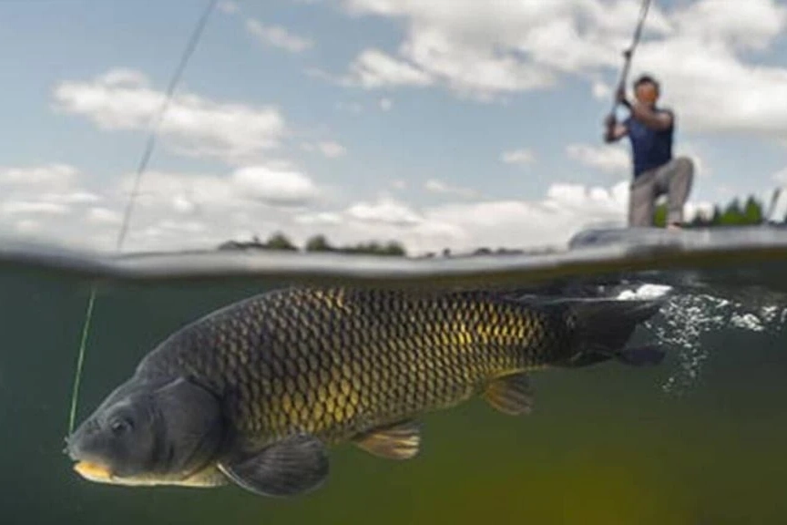 Balıkların üreme dönemlerini korumak ve su ürünleri kaynaklarının sürdürülebilirliğini sağlamak