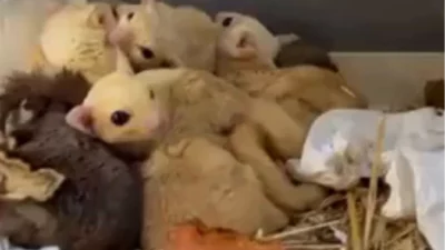 Doğa Koruma ve Milli Parklar Genel Müdürlüğü, Isparta’da düzenlenen operasyonda