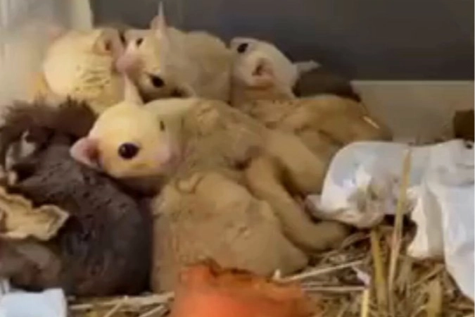 Doğa Koruma ve Milli Parklar Genel Müdürlüğü, Isparta’da düzenlenen operasyonda