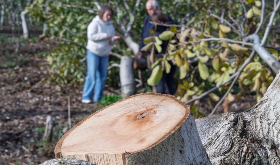 İzmir Kemalpaşa’da ceviz ağaçları kesilen 70 yaşındaki çiftçi Ahmet Kemal