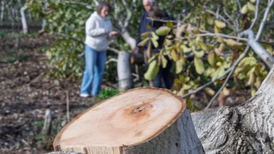 İzmir Kemalpaşa’da ceviz ağaçları kesilen 70 yaşındaki çiftçi Ahmet Kemal
