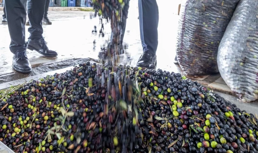 İzmir zeytininin hak ettiği yeri bulması için Büyükşehir Belediyesi öncülüğünde