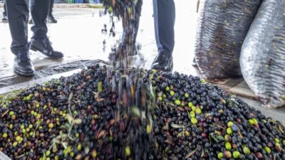 İzmir zeytininin hak ettiği yeri bulması için Büyükşehir Belediyesi öncülüğünde