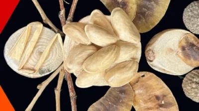 İzmit Belediyesi Oyuncak Müzesi’nde 28 Mart’ta Akbank Sanat iş birliğiyle