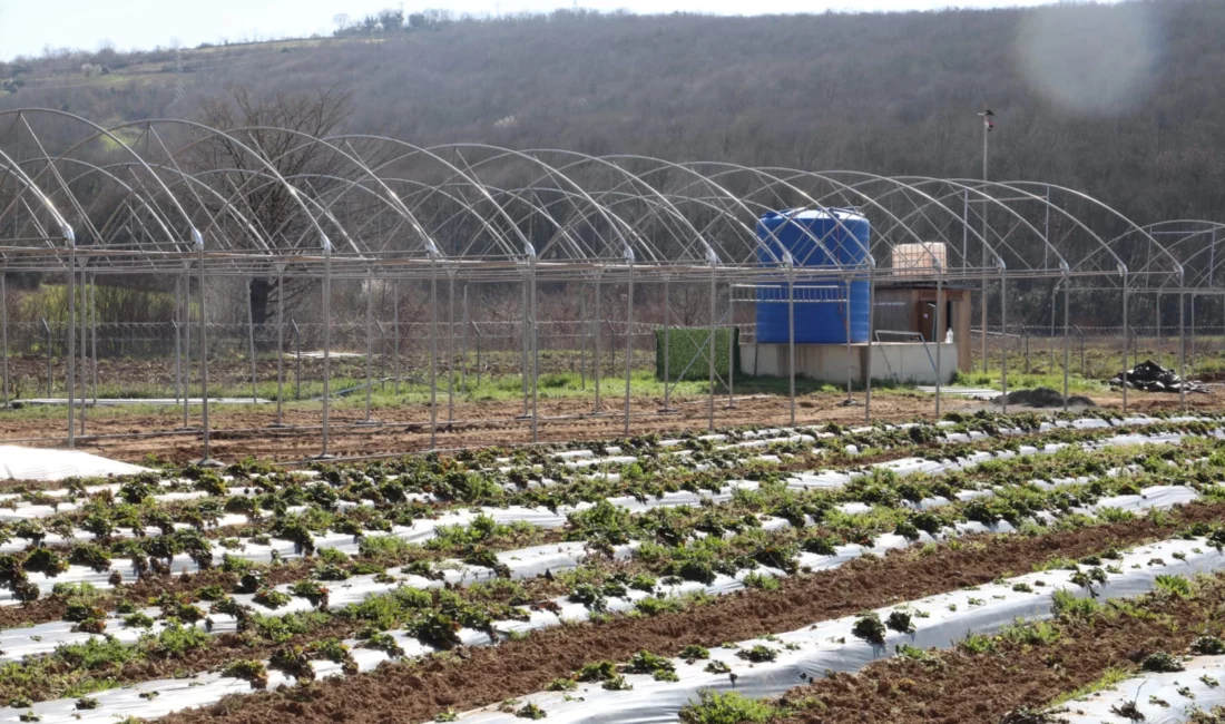 Kocaeli İzmit Belediyesi, aşevinde kullanılan sebze maliyetlerini azaltmak ve güvenilir