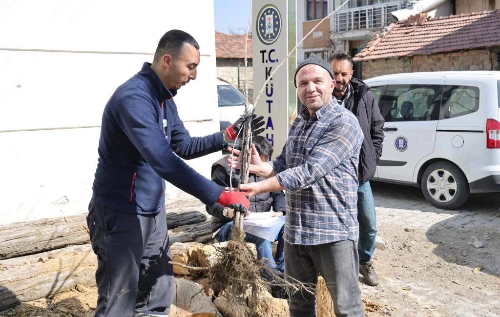 Kütahya Belediyesi tarafından düzenlenen program kapsamında vatandaşlara kiraz fidanı dağıtıldı.