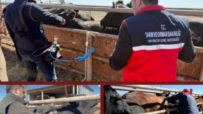 Hayvancılık Genel Müdürlüğü, Şanlıurfa’daki deneme çalışmasında şap aşısı ve diğer