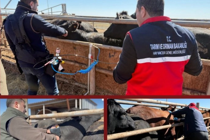 Hayvancılık Genel Müdürlüğü, Şanlıurfa’daki deneme çalışmasında şap aşısı ve diğer
