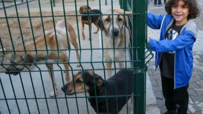 Karşıyaka, Çiğli ve Bayraklı belediyeleri, sahipsiz hayvanlar için Karşıyaka’da hayata