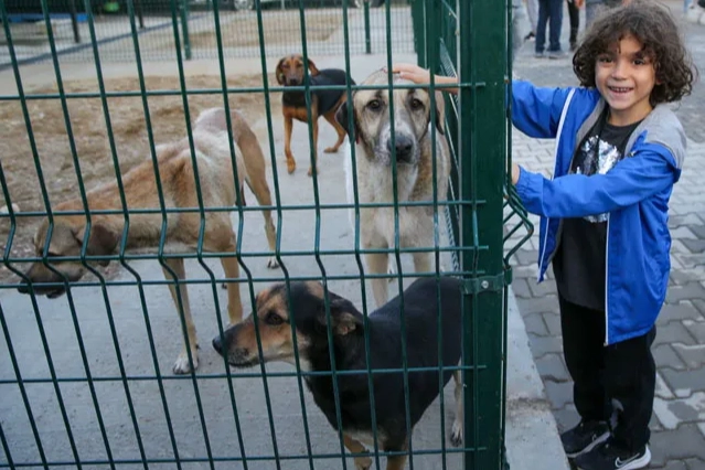 Karşıyaka, Çiğli ve Bayraklı belediyeleri, sahipsiz hayvanlar için Karşıyaka’da hayata
