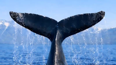 Balıkçılık ve Su Ürünleri Genel Müdürlüğü, Türkiye’nin Uluslararası Balinacılık Komisyonu’na