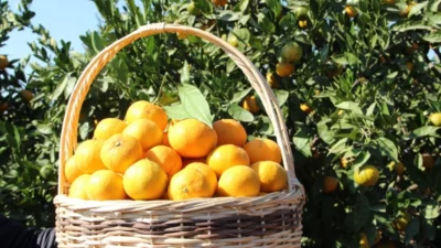 TÜİK’in açıkladığı Şubat ayı verilerine göre Tarım Ürünleri Üretici Fiyat