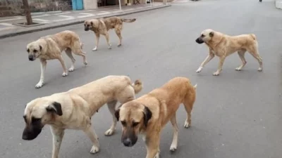 Yozgat Valiliği, sahipli köpeklerin kuduz aşılarının yapılması ve mikroçip ile