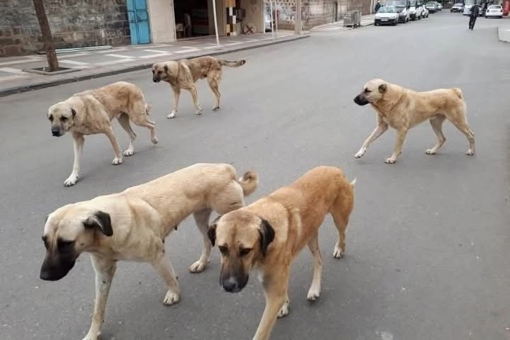 Yozgat Valiliği, sahipli köpeklerin kuduz aşılarının yapılması ve mikroçip ile