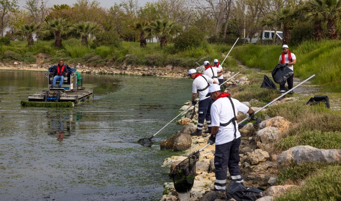 İzmir Büyükşehir Belediyesi, Çakalburnu Lagünü’nde mevsimsel olarak oluşan deniz marullarının