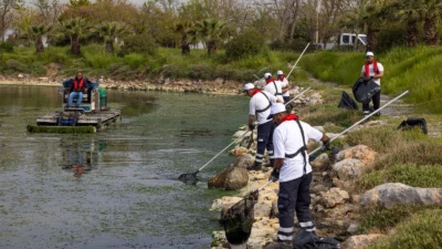 İzmir Büyükşehir Belediyesi, Çakalburnu Lagünü’nde mevsimsel olarak oluşan deniz marullarının