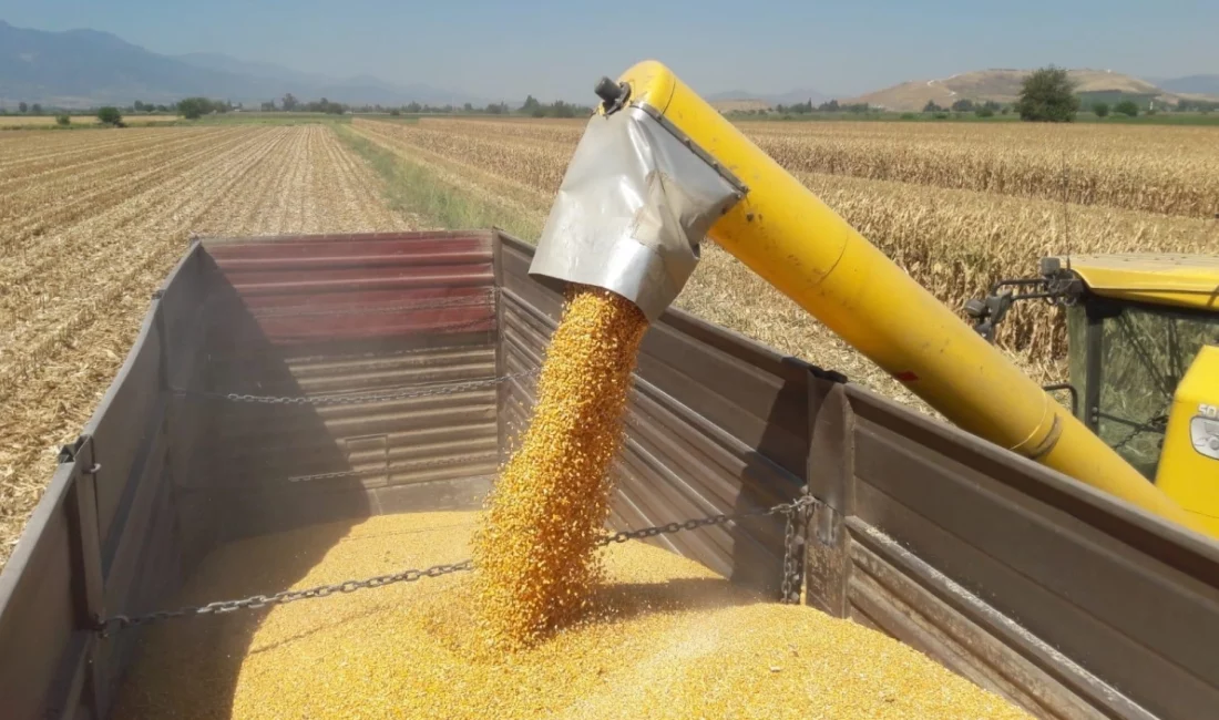 Ticaret Bakanlığı, artan talep ve küresel fiyat baskısı nedeniyle mısırda