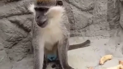 Denizli’de geçici süreyle barınağa alınan maymun, fırtınada barınağın zarar görmesi