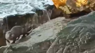 Düzce'de Akçakocalı yazar ve şair İbrahim Bilgin, günlerdir izini sürdüğü