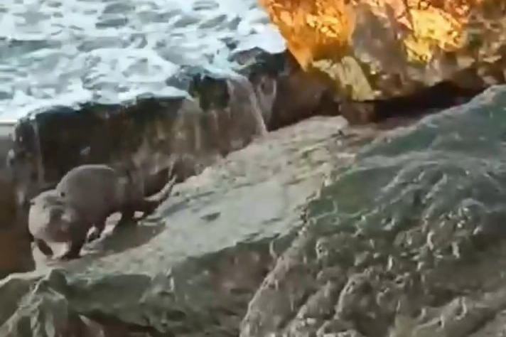 Düzce'de Akçakocalı yazar ve şair İbrahim Bilgin, günlerdir izini sürdüğü