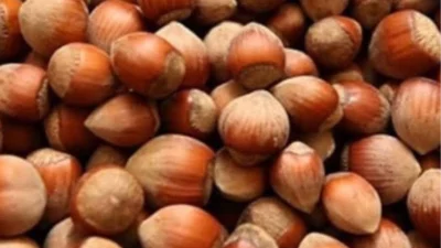 Düzce'de Akçakoca Ziraat Odası Başkanı Kadir Mutioğlu, fındık fiyatlarındaki düşüşe