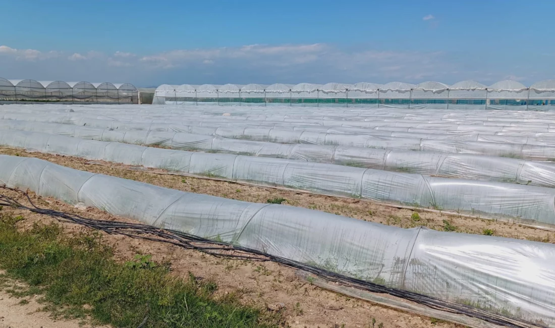 Tarım ve Orman Bakanlığı, Mersin’in Tarsus ilçesinde bir çiftçinin kıvırcık